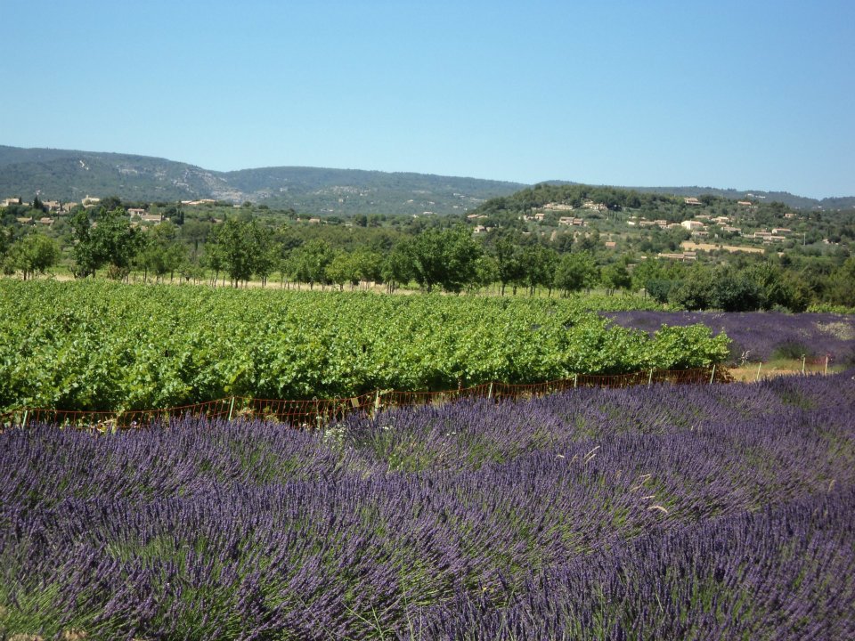 Lavender fields in the Luberon Valley